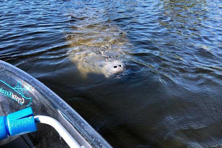 Manatees!